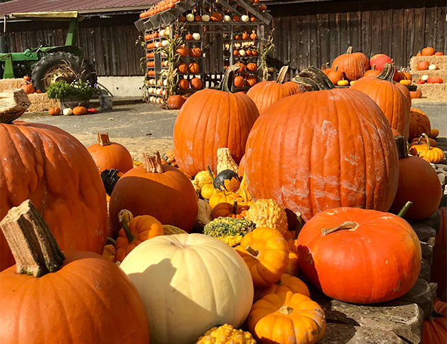 Family Fun at the Pumpkin Patch Family Fun at the Pumpkin Patch