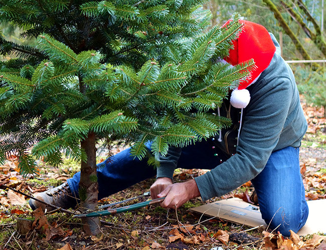 christmas-trees-1