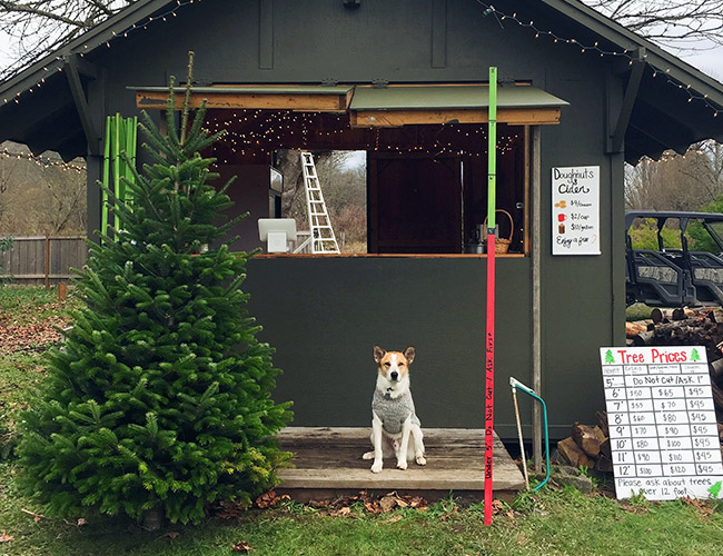 christmas-trees-2