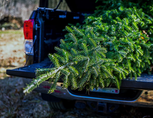 christmas-trees-3