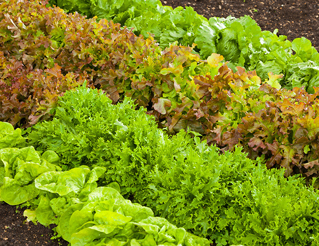 our-story-3 Fall City Farms