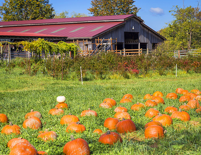 pumpkin-patch-1 Fall City Farms