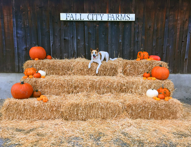 pumpkin-patch-2 Fall City Farms