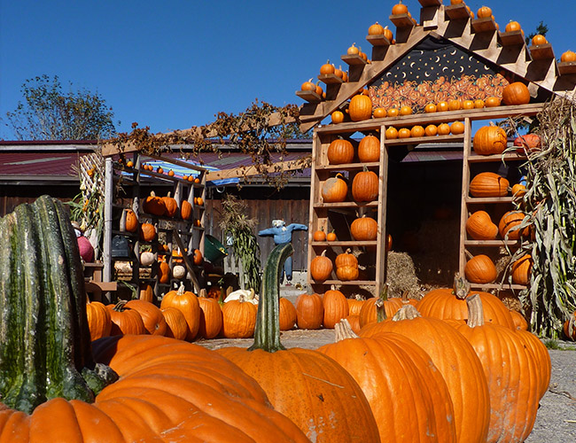 pumpkin-patch-3 Fall City Farms